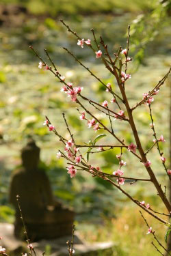 Nan tien buddha spring.jpg