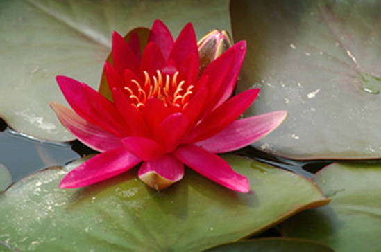 File:Red Lotus.jpg