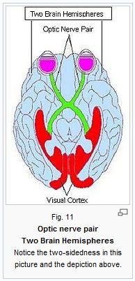 Fig+11+optic+nerve+pair+brain+hemispheres.JPG