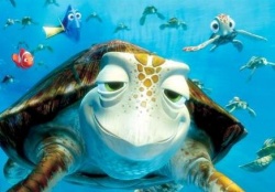 The-sea-turtle.jpg