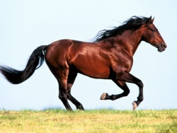 Horse-1.jpg