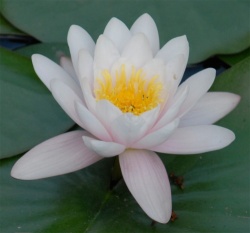 Dal-lotus.jpg