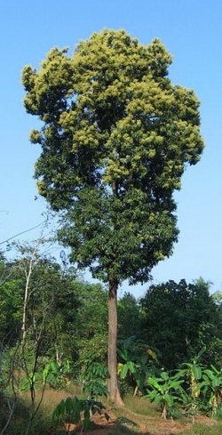 Mango tree.jpg