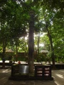 Ashok Pillar replica at Thailand.jpg