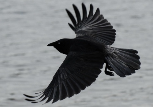10 Fascinating Facts About Ravens Tibetan Buddhist Encyclopedia