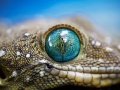 Green-eyed-gecko.jpg