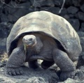 Gtotem tortoise.jpg