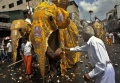 Elephantfestiv.jpg