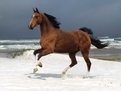 Horse Sea.jpg