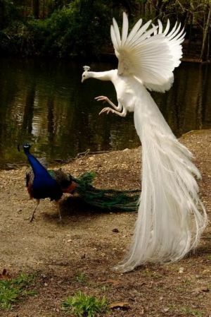 White Peacock fighting Blue Peacock.jpg