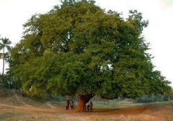Tamarind tree.jpg