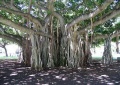 Bodhi Tree456.jpg