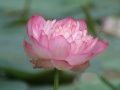 Indian Lotus (Nelumbo nucifera).jpg