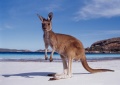 Wa-kangaroo-beach.jpg