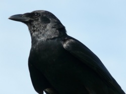 Crow 24.JPG