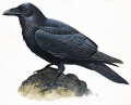Raven-info0.JPG