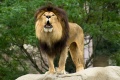 6or-lion-tamers666.jpg