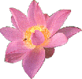 Pinkflower2.GIF